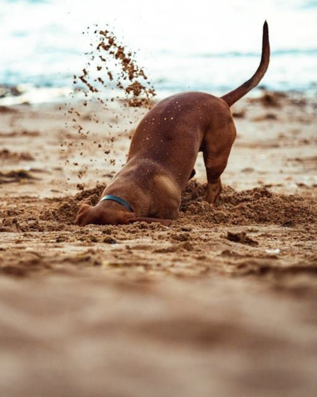 Beach Days Are Cute… Until Your Dog Smells Like Wet Airbnb Towels 🏖️